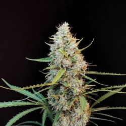 Northern Jack Autoflower Feminized Cannabis Seeds