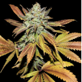 Fruity og kush