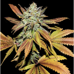 Fruity og kush