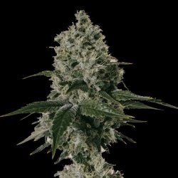 Shishkaberry Cannabis Seeds Feminized