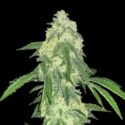 Strawberry Lights Feminized Cannabis Seeds | Strawberry Cough x NL