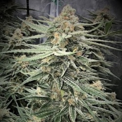 Blueberry Kush x AK-47 