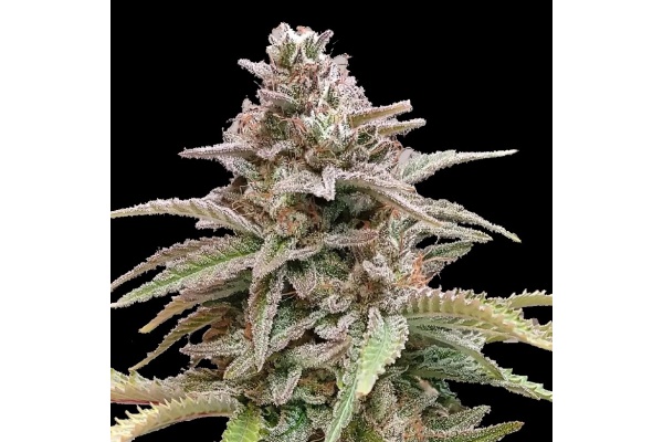 Critique de la Critical Cookies Autoflower | Quebec Cannabis Seeds