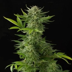 Moby Northern Autoflower Feminized Cannabis Seeds
