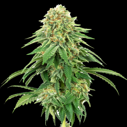 Critical x Girl Scout Cookies Autoflower Cannabis Seeds Feminized