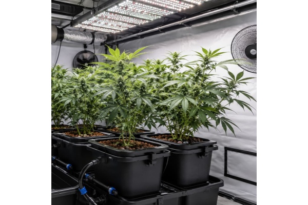 Comment cultiver du cannabis en hydroponie à la maison : guide complet pour débutants