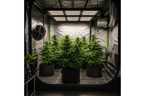 Comment cultiver du cannabis à l’intérieur : guide complet pour débutants
