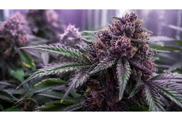 Comment faire pousser des têtes de cannabis violettes : obtenir des couleurs pourpres profondes