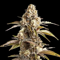 Banana Sherbet Autoflower Cannabis Seeds Feminized