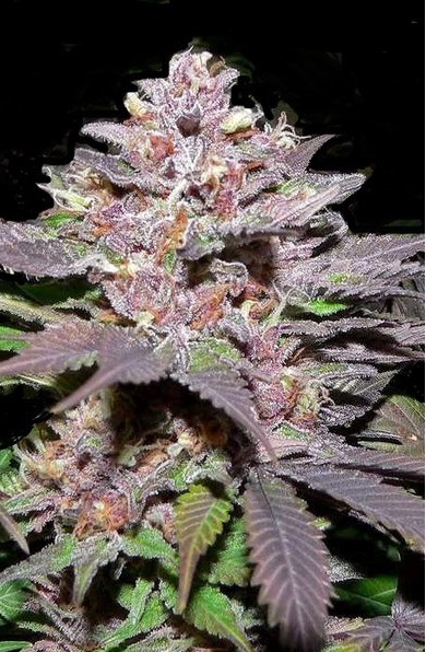 Granddaddy Purple cannabis seeds feminized - Quebec Cannabis Seeds