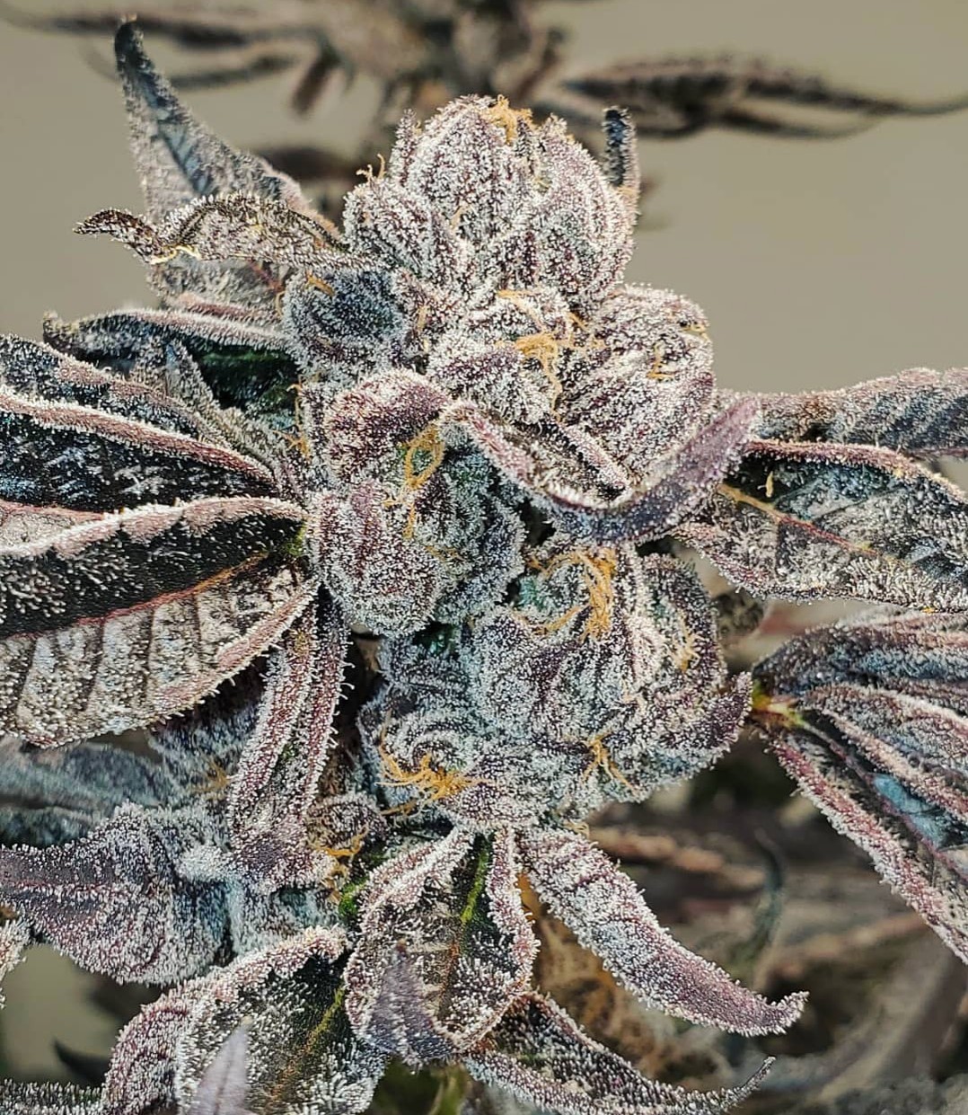 Runtz cannabis seeds feminized - Quebec Cannabis Seeds