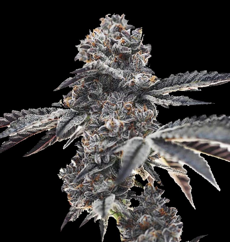 Ice Cream Cake cannabis seeds feminized - Quebec Cannabis Seeds