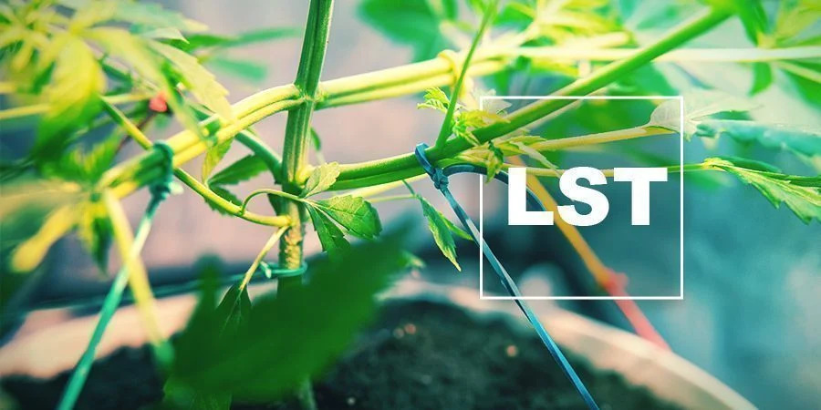 Comprendre le palissage à faible stress des plants de cannabis