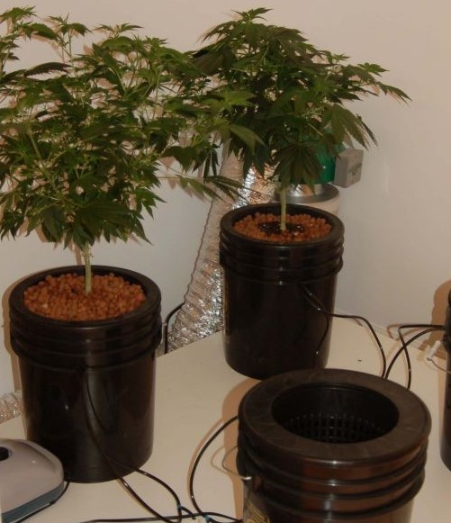 Culture hydroponique abordable : Comment mettre en place un système DWC économique pour la culture du cannabis