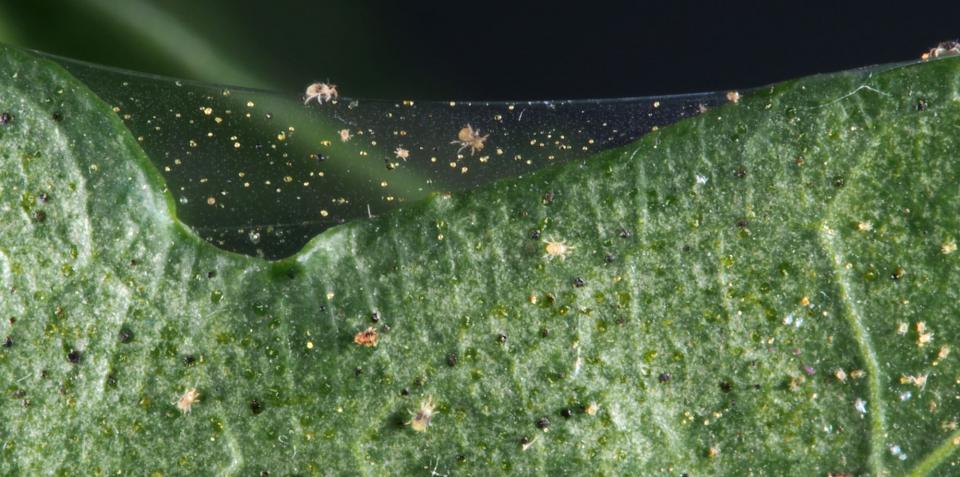 Les tétranyques (Spider Mites) le pire ennemi du jardin d'intérieur