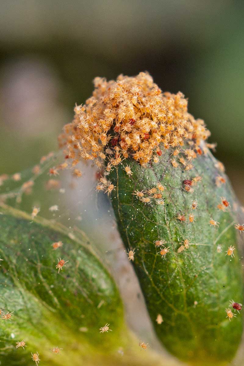 Les tétranyques (Spider Mites) le pire ennemi du jardin d'intérieur