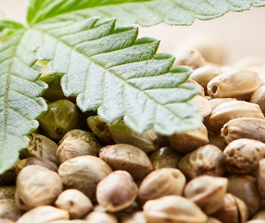 How to Store Cannabis Seeds: Keep Your Seeds Fresh and Potent
