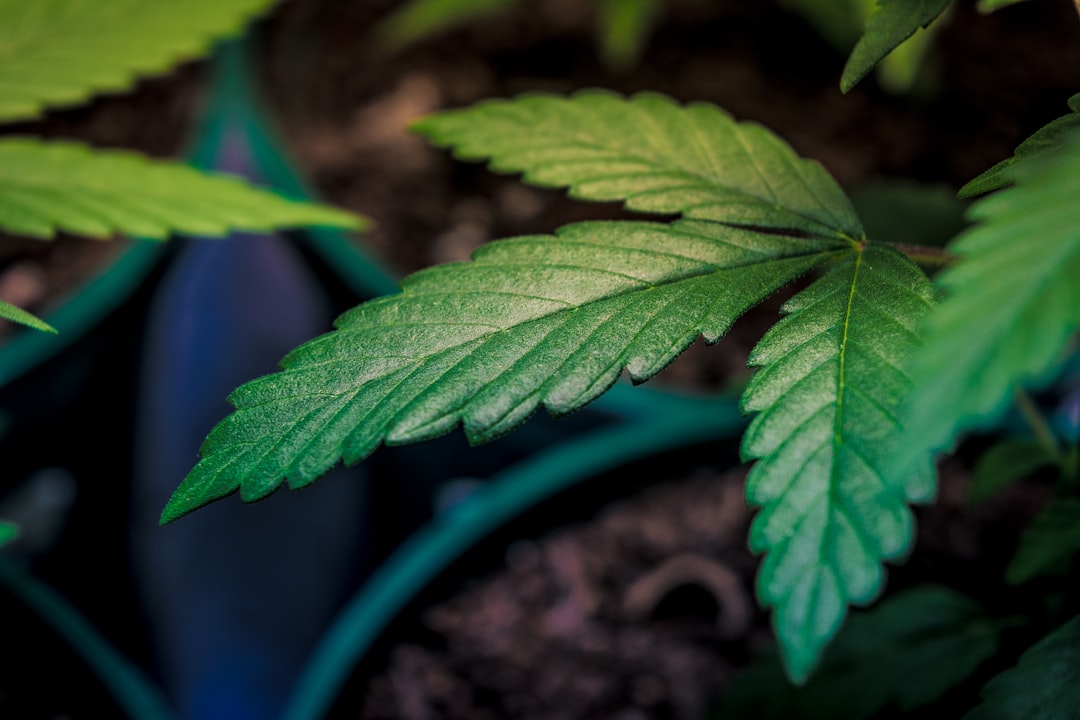 Essential Tips for Growing Marijuana Seedlings