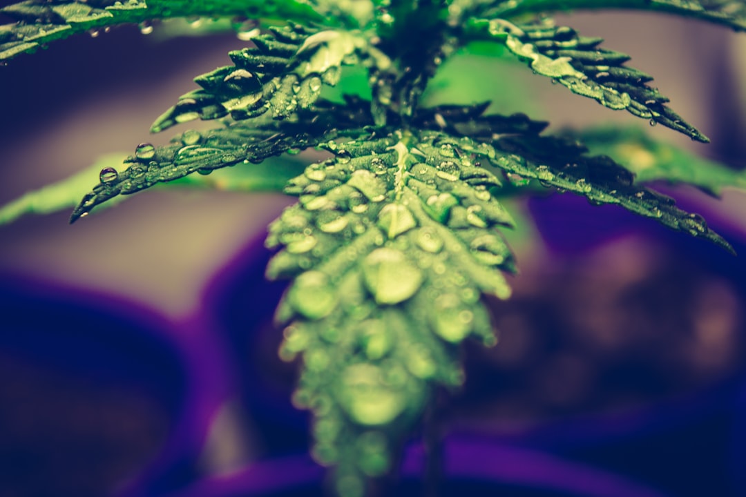 Essential Tips for Growing Marijuana Seedlings