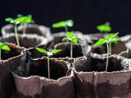Essential Tips for Growing Marijuana Seedlings