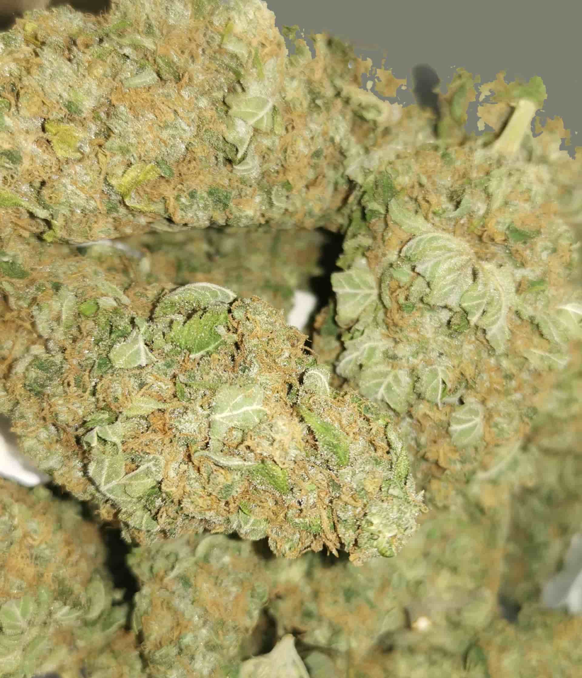 Graines de cannabis féminisées 24K Gold Autoflower