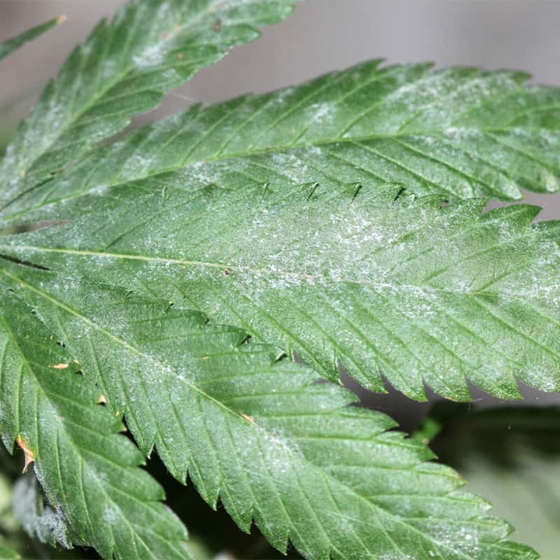 How to Prevent, Identify, and Treat Mold in Cannabis