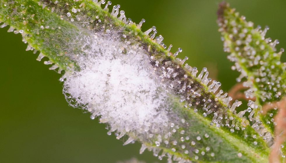 How to Prevent, Identify, and Treat Mold in Cannabis