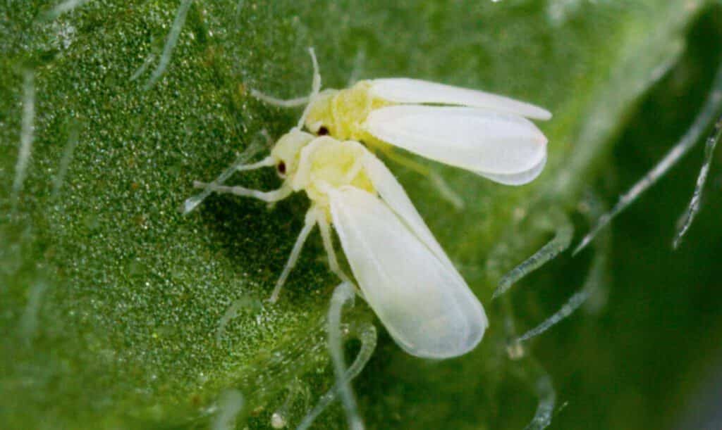 Whiteflies In Cannabis Plants? What you should do?