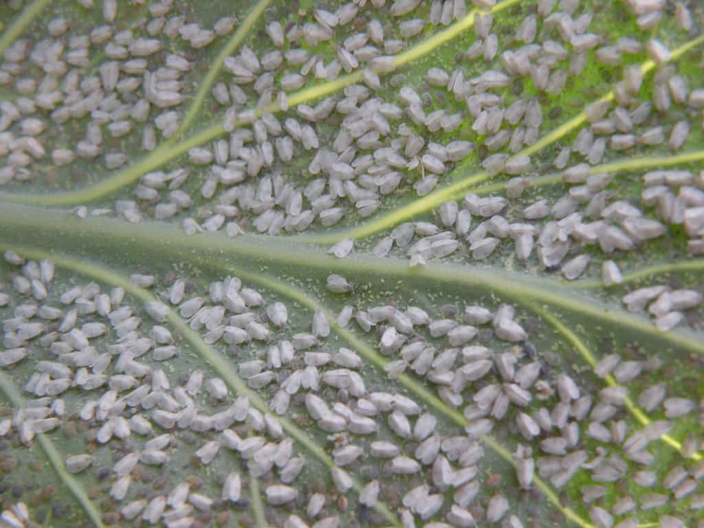 Whiteflies In Cannabis Plants? What you should do?