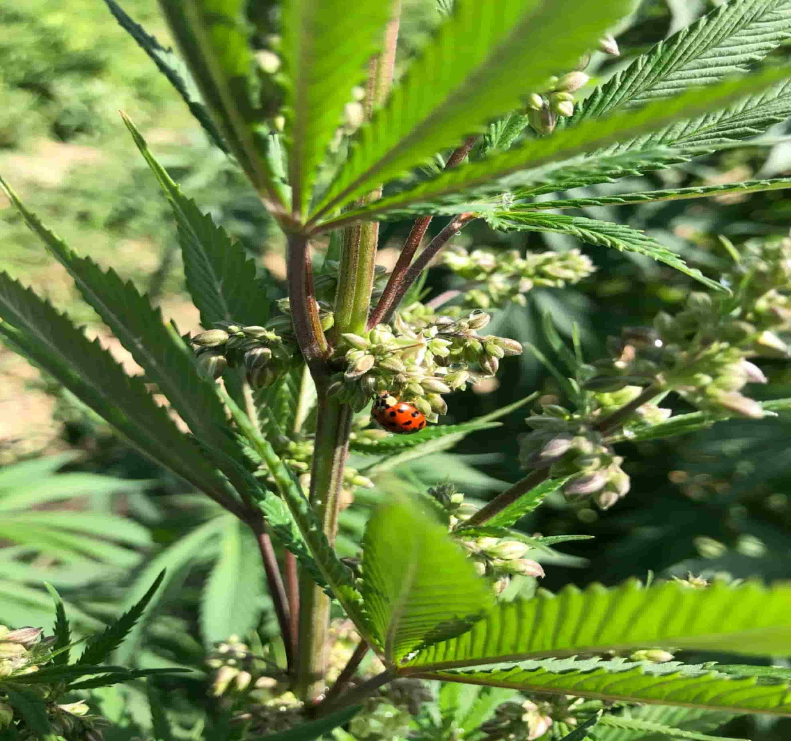 Understanding the Role of Male Weed Plants