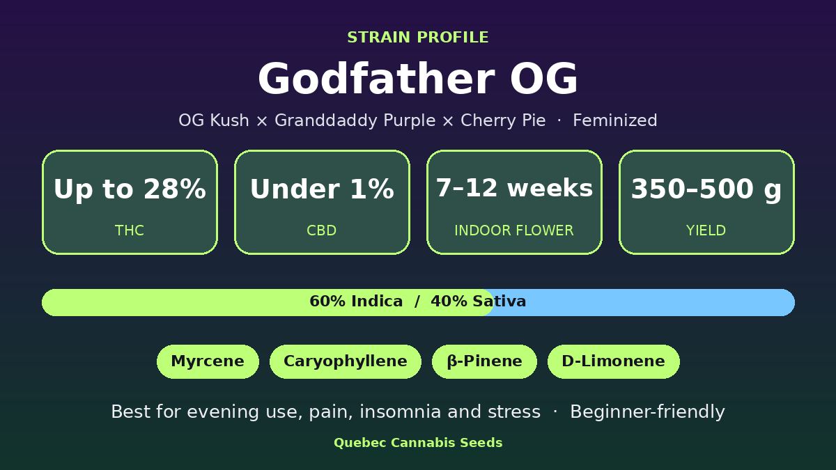 Godfather OG strain profile: up to 28% THC, 7 to 12 weeks indoor flowering, 350 to 500 g yield, 60% indica