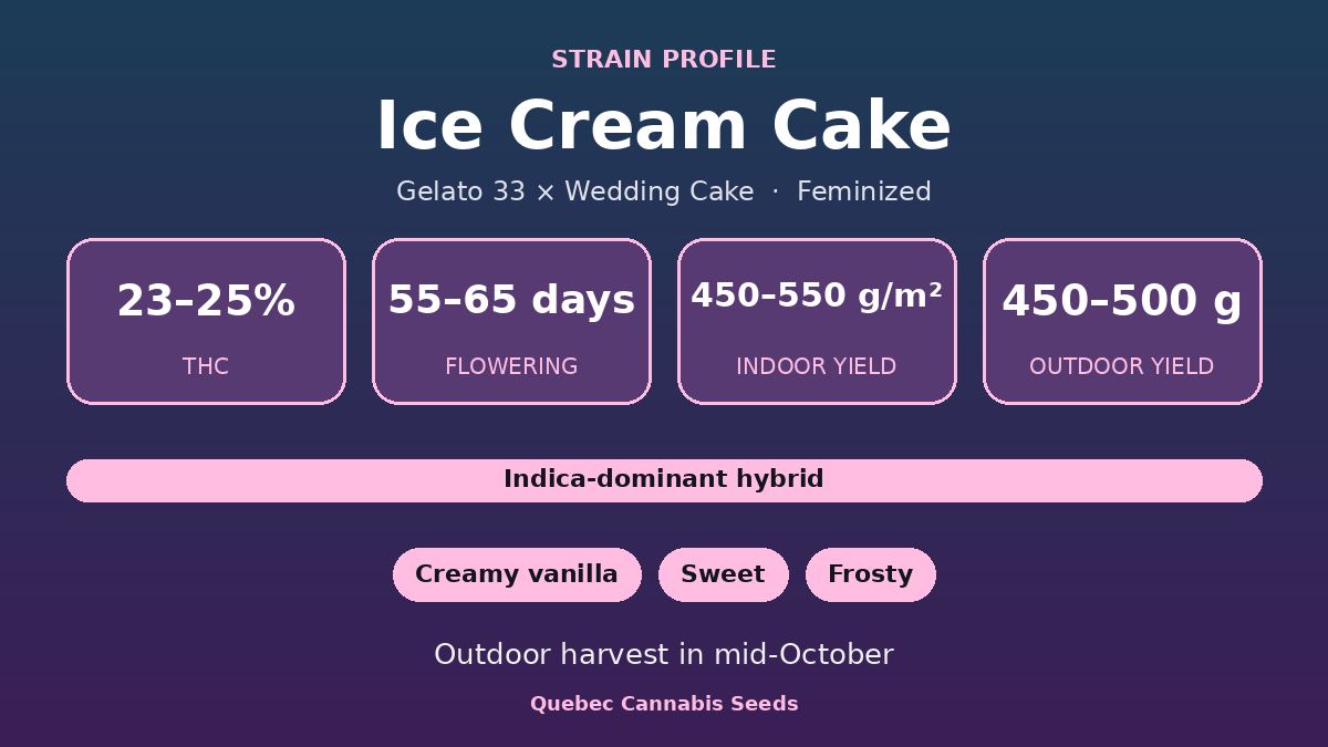 Ice Cream Cake strain profile: 23 to 25% THC, 55 to 65 days flowering, indica-dominant hybrid