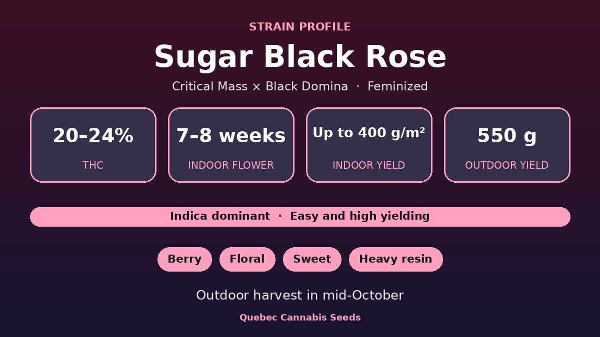 Sugar Black Rose strain profile: 20 to 24% THC, 7 to 8 weeks indoor flowering, indica dominant