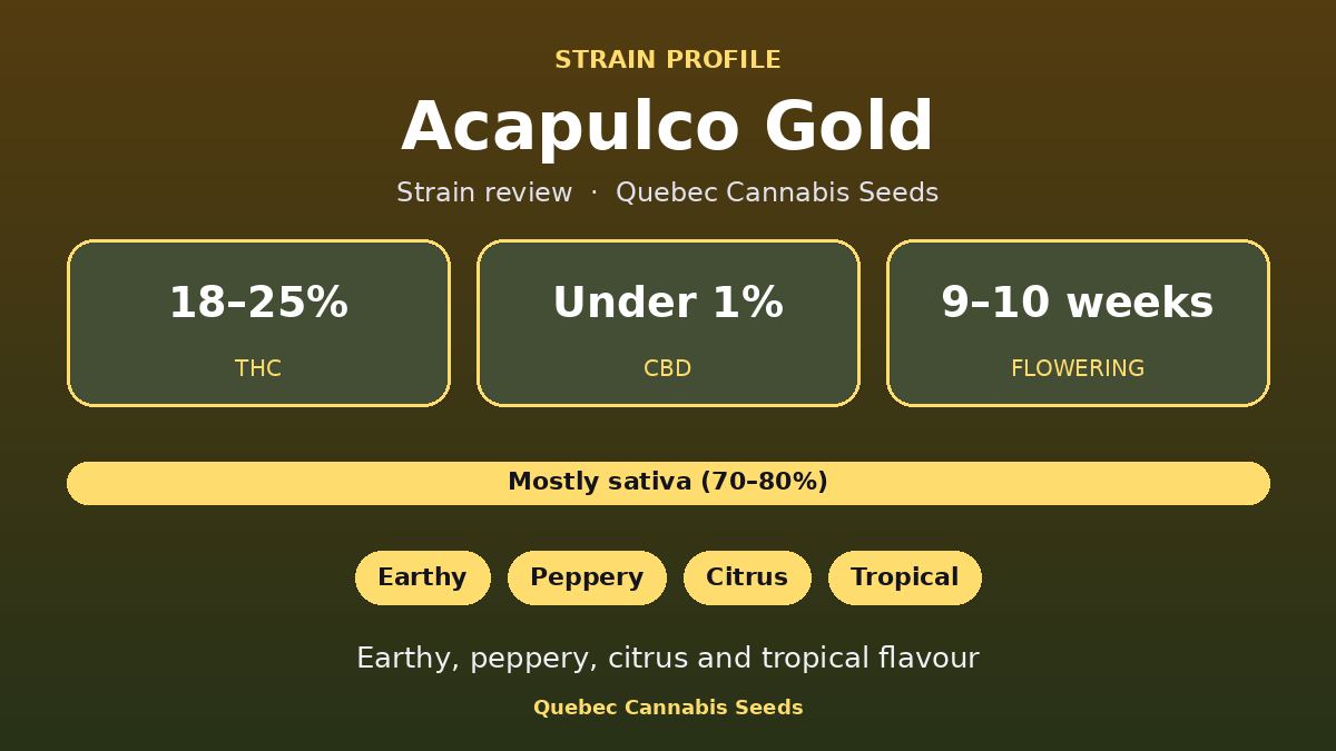 Acapulco Gold strain profile: 18 to 25% THC, 9 to 10 weeks flowering, mostly sativa