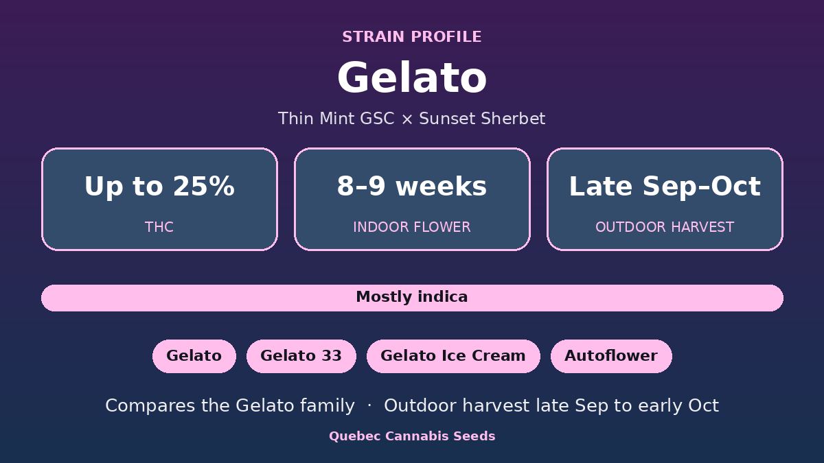 Gelato strain profile: up to 25% THC, 8 to 9 weeks indoor flowering, mostly indica